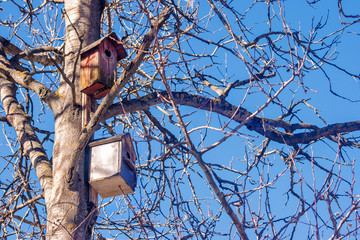 two birdhouses on a tree in the spring