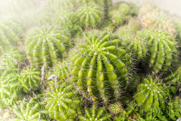 Cactus in a group