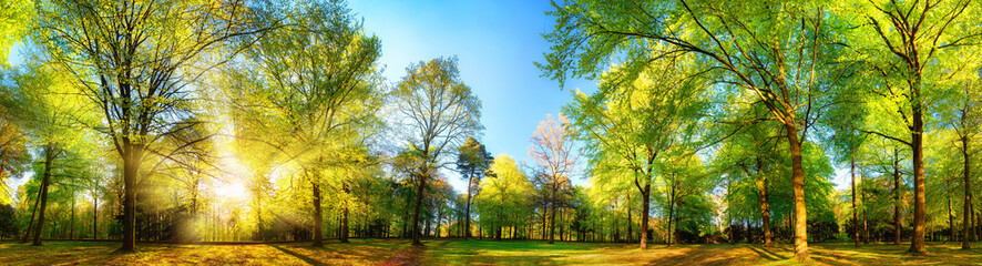 Wall Mural - gorgeous panoramic spring scenery with the sun beautifully illuminating the fresh green foliage