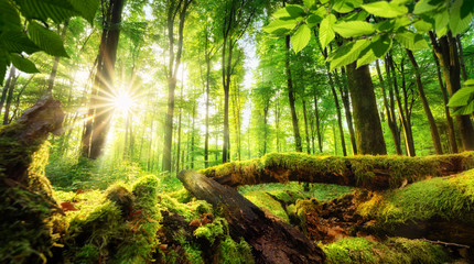Wall Mural - Green forest scenery with the sun casting beautiful rays through the foliage, mossy lumber in the foreground