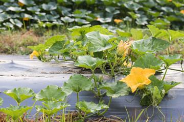 Wall Mural - Close up yellow flower of pumpkin growing in field plant.