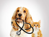 Fototapeta  - portrait vet dog spaniel And a kitten on a gray background