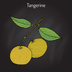 Poster - Tangerine fruit Citrus tangerina , mandarin variety