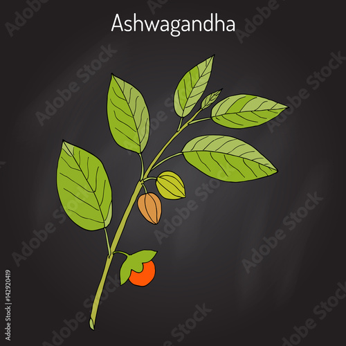 Ayurvedic Herb Withania Somnifera Known As Ashwagandha Indian Ginseng Poison Gooseberry Or Winter Cherry Stock Vector Adobe Stock