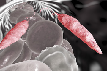 Canvas Print - Promastigotes of Leishmania parasite which cause leishmaniasis in blood with red blood cells and leukocytes, 3D illustration