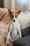 Fototapeta Psy - Tired Basenji dog sitting on a sofa after hard office day at work