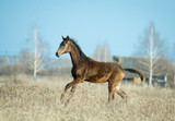 Fototapeta Konie - young akhal-teke colt runs free in the spring field