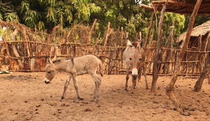 Wall Mural - baby donkey with family