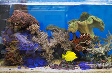 View At Beautiful Zebrasoma Salt Water Aquarium Fish
