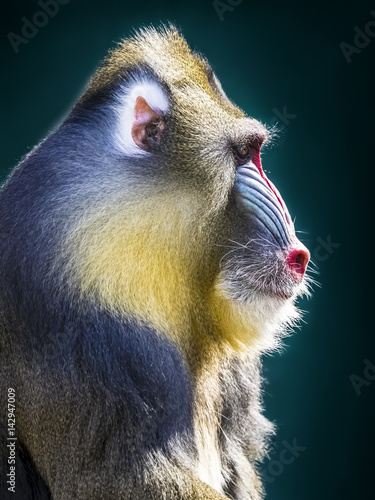 Screaming Mandrill Male Monkey Open Mouth Intimidating Teeth Roar Buy This Stock Photo And Explore Similar Images At Adobe Stock Adobe Stock