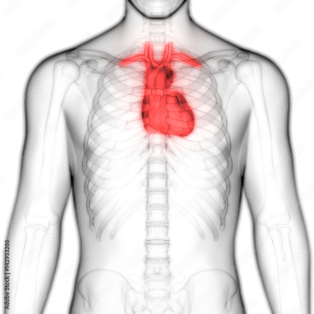 Anterior view of Human Body Organs (Heart Anatomy) Stock Illustration ...