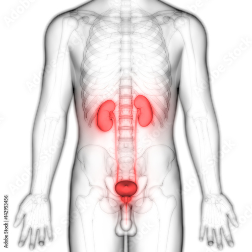 Anterior View Of Human Body Organs Kidneys With Urinary Bladder Buy This Stock Illustration And Explore Similar Illustrations At Adobe Stock Adobe Stock