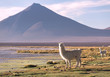 Lamas on the lagoon Colorada lagoon with flamingos on the plateau Altiplano, Eduardo Avaroa Andean Fauna National Reserve, Bolivia