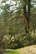 Storm Damage in the Woods - Broken Pine
