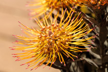 Goldfinger Pincushion Protea Flower