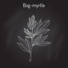 Wall Mural - Bog-myrtle myrica gale , or sweetgale, medicinal plant