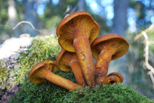 Very Rare Forest Mushroom. Extremely Poisonous. Omphalotus Olearius Or Orange Jack O Lantern Mushroom Gills