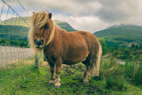 Shetland red pony is grazed on background of mountains.