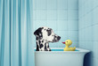 cute dalmatian dog in the bath