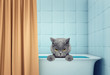 cute wet cat in the bath