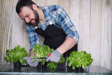 farmer grows fresh lettuce leaves for the preparation of tasty d