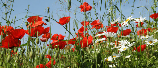 Wall Mural - coquelicots et marguerites