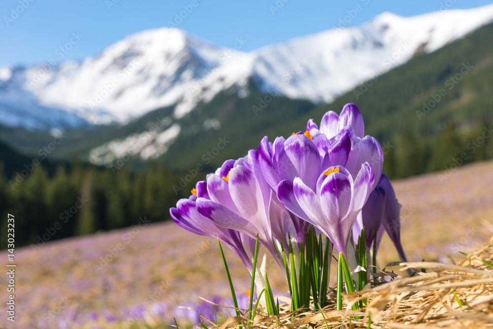 Crocuses. Tatras mountains. Mountain landscape - obrazy, fototapety, plakaty 