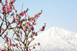 Flowering apricot trees in the Ararat valley against the backdrop of Mount Ararat
