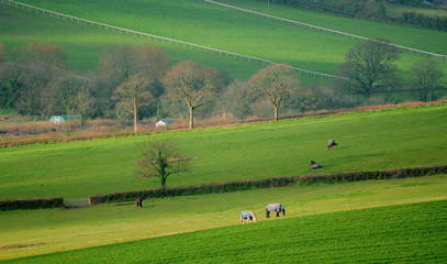 Wall Mural - Agriculture landscape of farmland fields at beginning of spring in East Devon, England