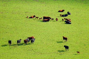 Wall Mural - Herd of cattle with calves graze on farmland in East Devon, England