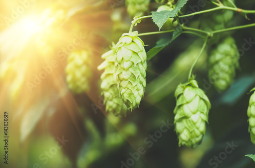 Fotomural Green fresh hop cones for making beer, closeup