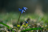 Fototapeta Krajobraz - Blue spring bells blooming among green grass in morning sun light. Single flower head and several buds. Selective focus. Macro close up shot.