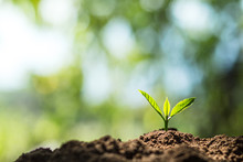 Plant Coffee Seedlings In Nature