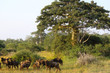 Wildebeest grazing close a baobab at Kissama National Park – Angola
