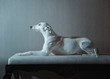 White whippet dog lies on the white sofa on gray background