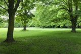 Fototapeta Przestrzenne - Vivid green color trees and lawn at park