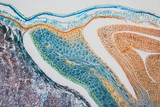 Fototapeta Mapy - Cell microscopic- weevil rye