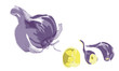 Knoblauch - ganze Knolle in violett / gelb - Vektor