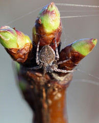 Wall Mural - brown spider close up on a cherry twig