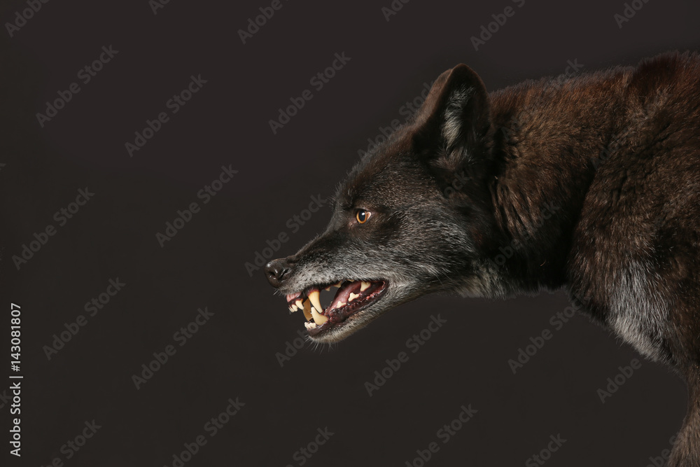 Fototapeten Wolf Schwarzer Wolf Fletscht Die Zahne Als Studioaufnahme Nikkel Art De