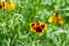 Close Up Of Texas Wildflower Known As Mexican Hat