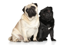 Two Pugs. Portrait On White Background