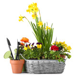 Fototapeta Tulipany - Composition with beautiful plants and gardening tools on white background