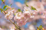 Sulphur butterfly on cherry blossom during spring with selective focus