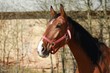 Portrait of brown horse with head collar, close up, blurry background, watching, side view, farm animal, sunny day, daylight