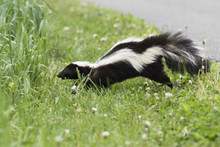 Spring Skunk Spring Skunk Free Stock Photo - Public Domain Pictures