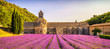 Abbey of Senanque blooming lavender flowers panorama at sunset. Gordes, Luberon, Provence, France.