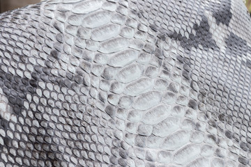 Wall Mural - Reptile snake texture closeup, fashion zigzag snakeskin python picture.