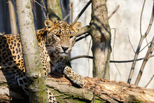 Cejlon Sri Lankan Leopard, (Panthera Pardus Kotiya)