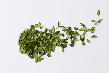 Green leaves and white background